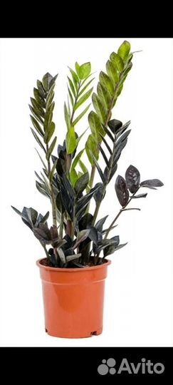 Замиокулькас равен