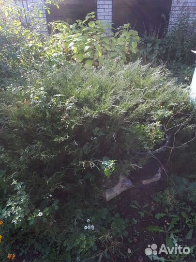 Можжевельник,кедр