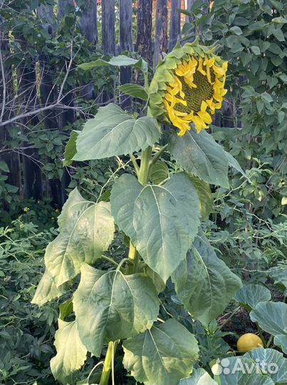 Картины маслом с фотографий