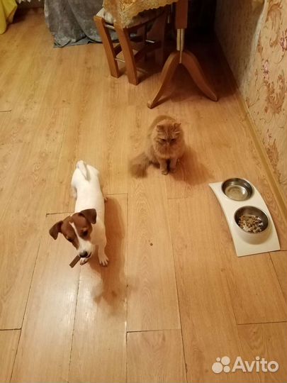 Передержка животных