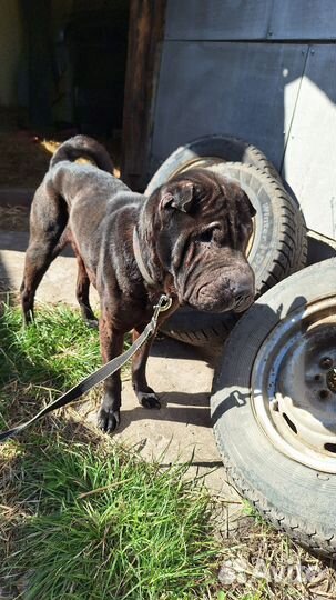 Собака шарпей