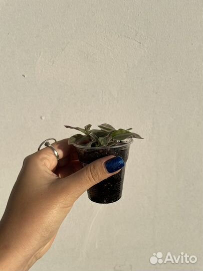 Традесканция нанук