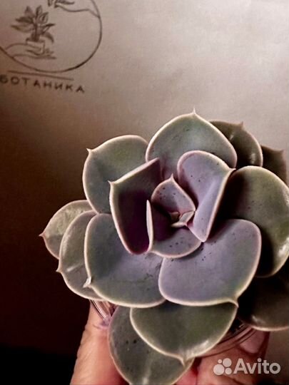 Суккулент Крассула Эхеверия Кактус