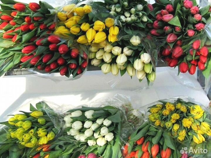Тюльпаны оптом от производителя