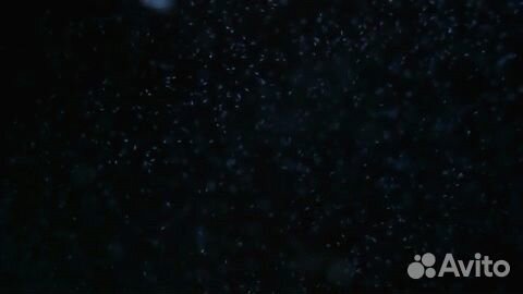 Инфузория, Аулофорус