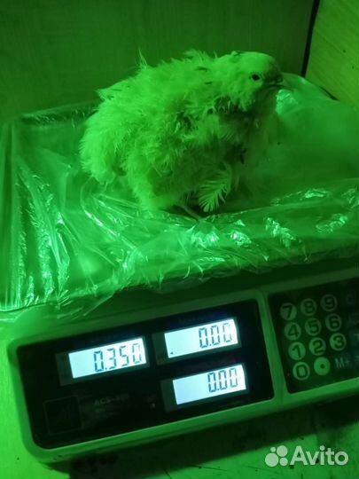 Яйца,мясо перепелиные