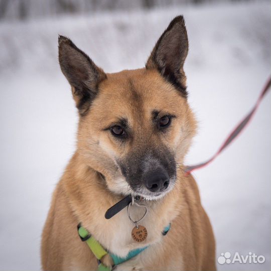 Ласковый пёс из приюта