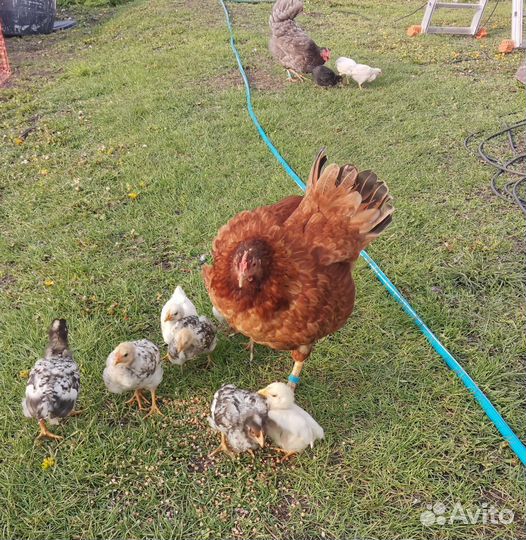 Цыплята несушки