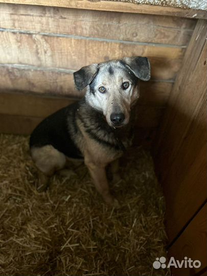 Собака в добрые руки, помогите найти дом