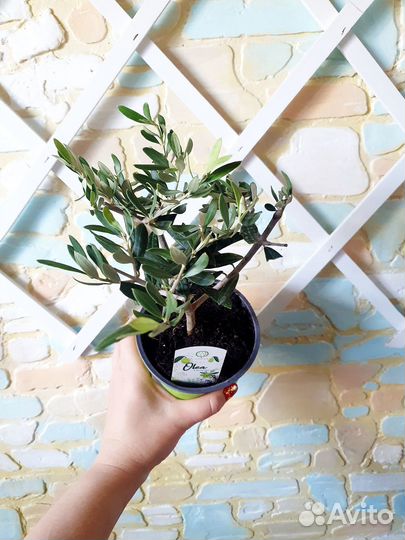Оливковое дерево на штамбе комнатное