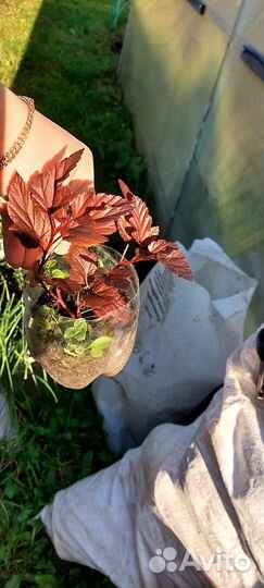 Пузыреплодник калинолистный Цент Глоу