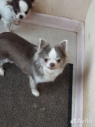 Девочки ищут дом