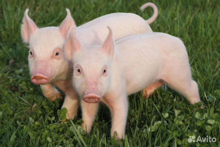 Поросята 1,5 месяца