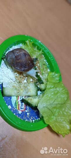 Улитки архахатины