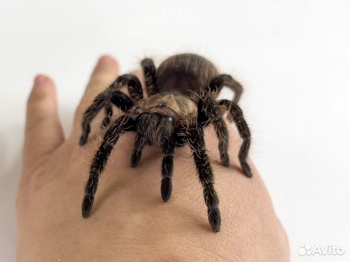 Паук Альба, 5 см