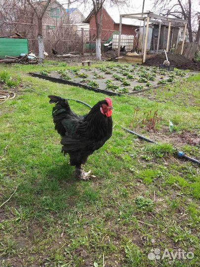 Бойцовые петухи, также брамо