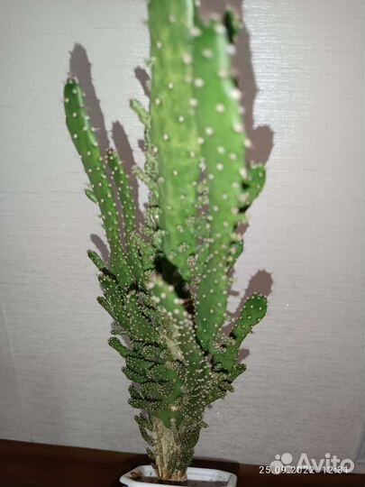 Кактус