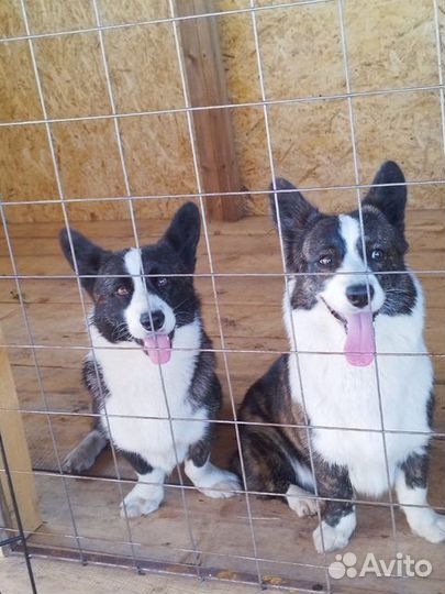 Передержка собак / гостиница для собак