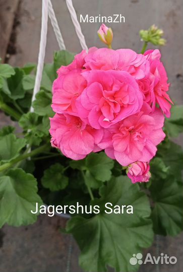 Пеларгония сортовая