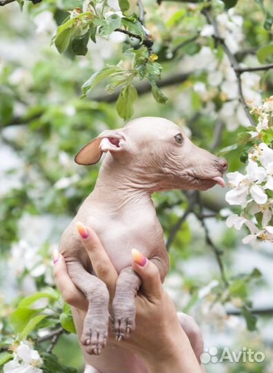 Ксолоитцкуинтли