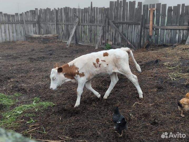 Телочка 5 месяца