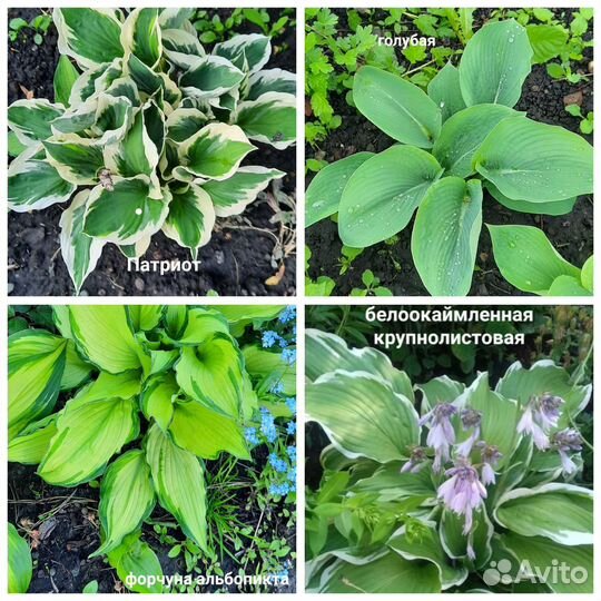 Цветы многолетник хоста гейхера