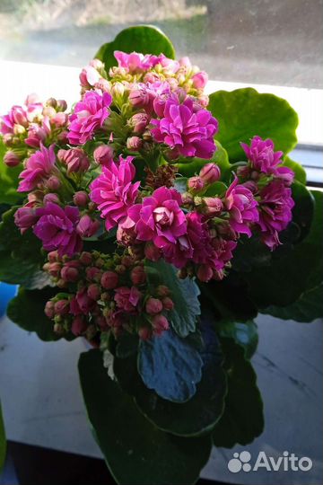 Комнатные цветы каланхоэ