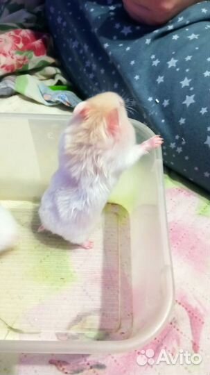 Сирийский хомяк