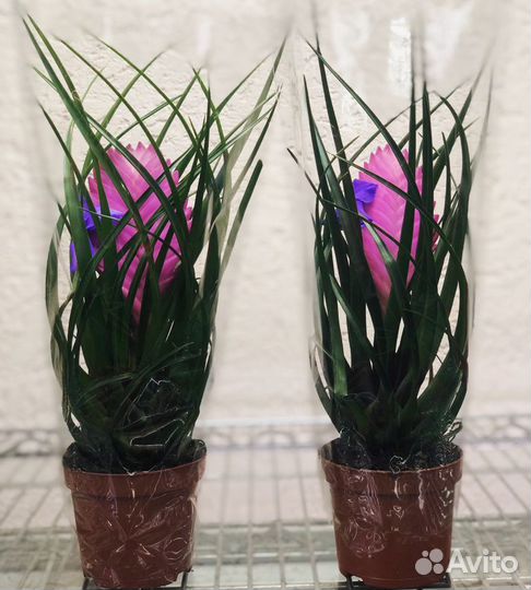Тилландсия Анита (Tillandsia cyanea Anita, цианея)