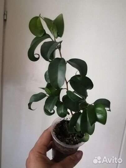 Фикусы крупнолистный, мелколистный, Букле