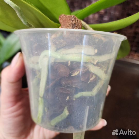 Орхидея Дикий Белый