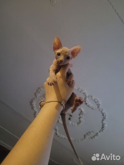 Канадский сфинкс котенок девочка