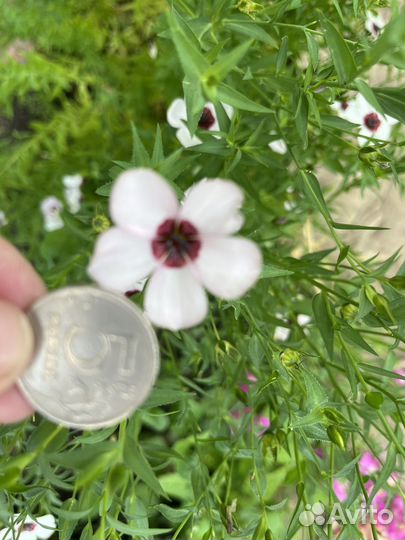 Лен белый семена