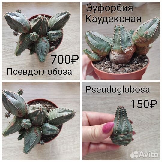 Суккуленты