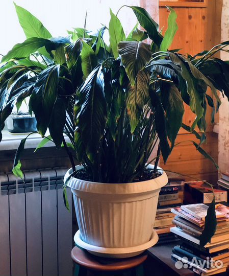 Комнатные растения крупномеры