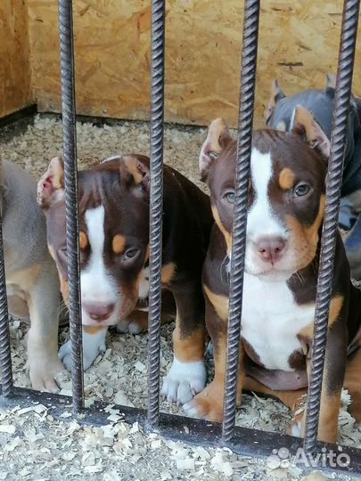 Американский булли xl, стандарт, покет