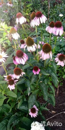 Эхинация пурпурная