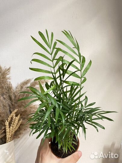 Пальма хамедорея