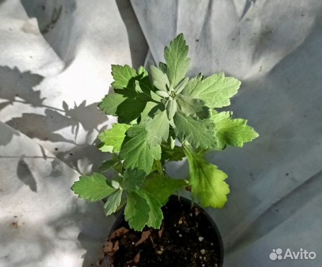 Многолетние растения