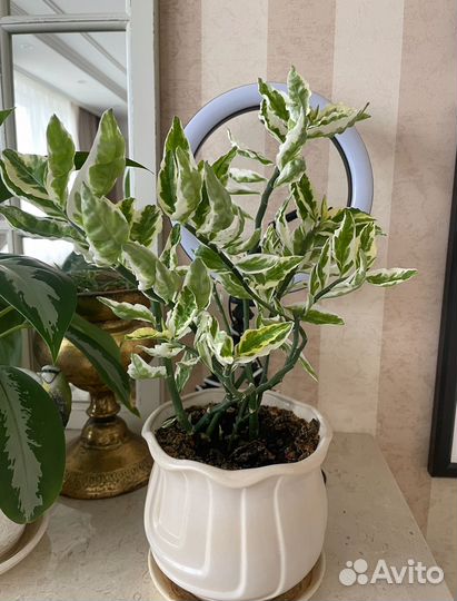 Педилантус вариегатный взрослое растение