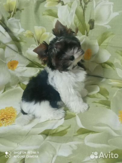 Щенок бивера