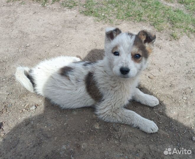 Малышки ищут дом