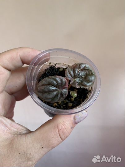 Пеперомии разные