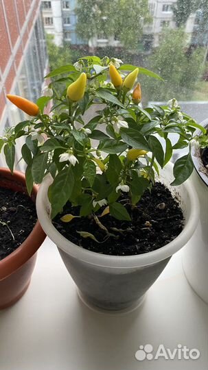 Рассада острого перца