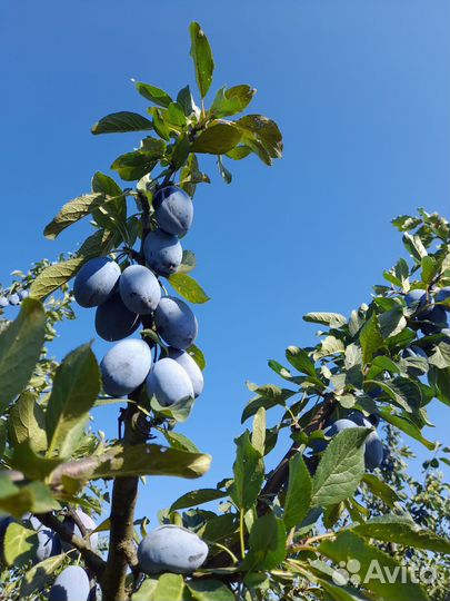 Слива стенлей