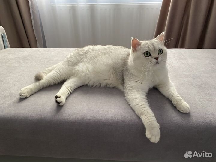 Шотландский кот