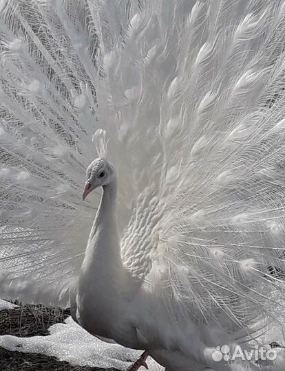 Перья павлина