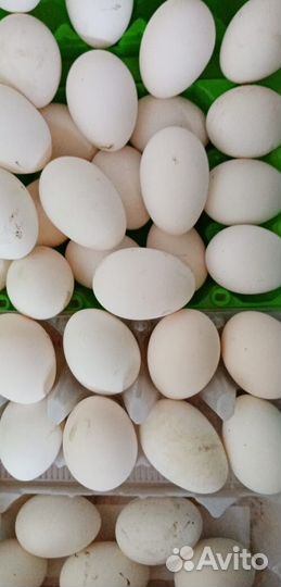 Продаю суточных породных цыплят Пушкинская
