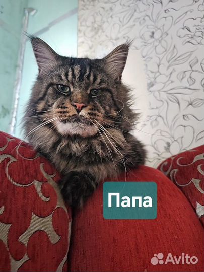 Котята мейн-кун