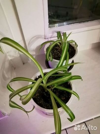 Домашние растения